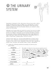 Worksheet 15 Urinary System.pdf