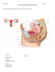 Copy_of_Chapter_14_-_Structures_of_the_Female_Reproductive_System.docx