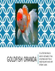 Goldfish oranda.pptx