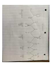 Quiz one peptide drawing.jpg