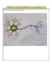 Draw a neuron in the space below.docx