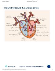 Heart Structure & cardiac cycle.pdf