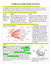 4.2 Muscles Study Guide by Hisrich.pdf