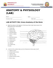 LAB WORK SHEET  Gross Anatomy of the Brain.docx