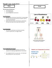 Mendel’s Laws Combo Notes.pdf