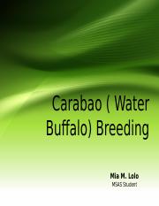 Carabao(Water Buffalo breeding.ppt