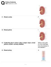 Kidney Anatomy 3.pdf