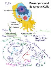 30 Cell Organelles and Ribosome Locations.pdf
