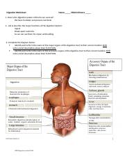 digestion worksheet .docx
