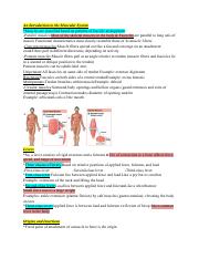 chapter 11 The Muscular System.pdf