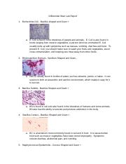 Differential Stain Lab Report