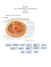 JAELYN SINGLETON - 2_23 Cell Organelles Assignment.pdf