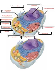 Label the Cell Diagram .pdf