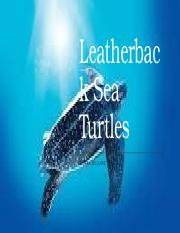 Leatherback Sea Turtles cr presentation1.pptx