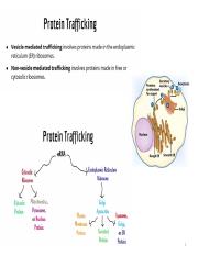 Cell_Biology_L2_(Cellular_Organelles_and_membrane_trafficking)[1].pptx