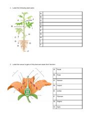 5. Plant Diagrams.docx