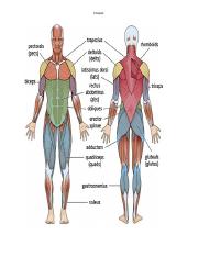 Muscle System Diagram - Arianna Carrozza.docx