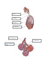 Lab assignment Respiratory System.pdf