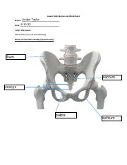 Lower+Body+Bones+Worksheet.pdf