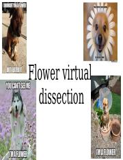 Flower and Sexual Reproduction Virtual Lab.pptx