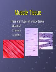 muscle_tissue (2).ppt