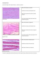 Comparing_Tissues_Chart_Only_1_pg.docx