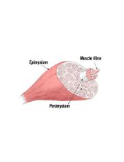 muscle-structure620.jpg