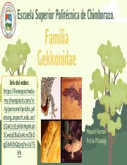 Familia Gekkonidae_Fauna.pdf