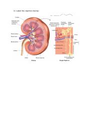 Kidneys.docx