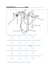 Copy_of_Urinary_System_Test