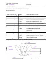 Kami Export - plant structures worksheet.pdf