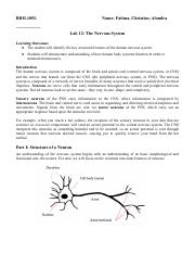 BIOL105L Lab 12 Nervous System (1).pdf
