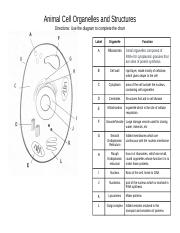 Standards_ Animal Cell Organelles and  - Animal Cell  Organelles and Structures Directions: Use the diagram to complete the |  Course Hero