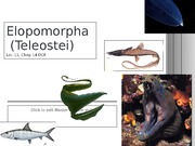 13-Elopomorpha