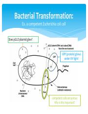 2 Mechanisms of horizontal gene transfer in bacteria. a 