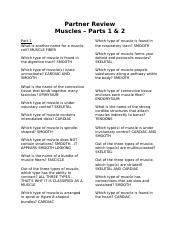 Partner Review Muscles Parts 1 & 2.docx