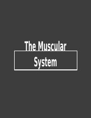 Muscular System #1.pptx