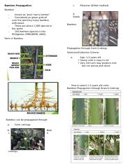 Bamboo Propagation reviewer.docx