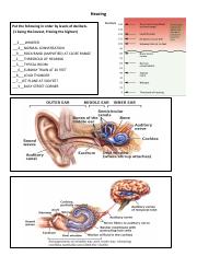 Hearing worksheet.pdf