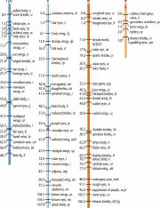 drosophila map genetic