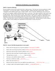 Protein Synthesis In-Class Worksheet.doc