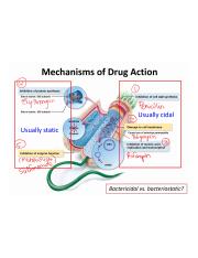 Mechanisms of Drug Action.png