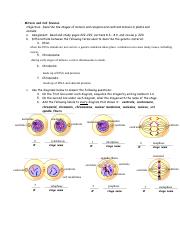 Kami Export - Cell Division Study Guide part 2 Mitosis and Cell Division.pdf