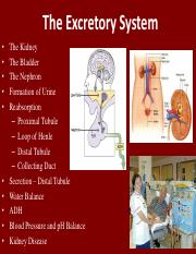 The Excretory System.pdf