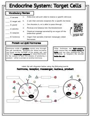 Endocrine Quiz.pdf