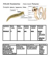 Copy of Copy of Platyhelminthes student notes.pdf