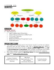 Gen Bio.3 - Calvin Cycle.pdf
