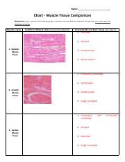 Copy of Chart - Muscle Tissue Comparison.pdf
