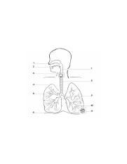 DIagram of the respiratory system.png