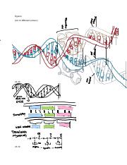 DNA and Protein Synthesis.docx
